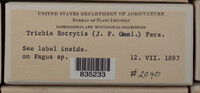 Trichia botrytis var. botrytis image